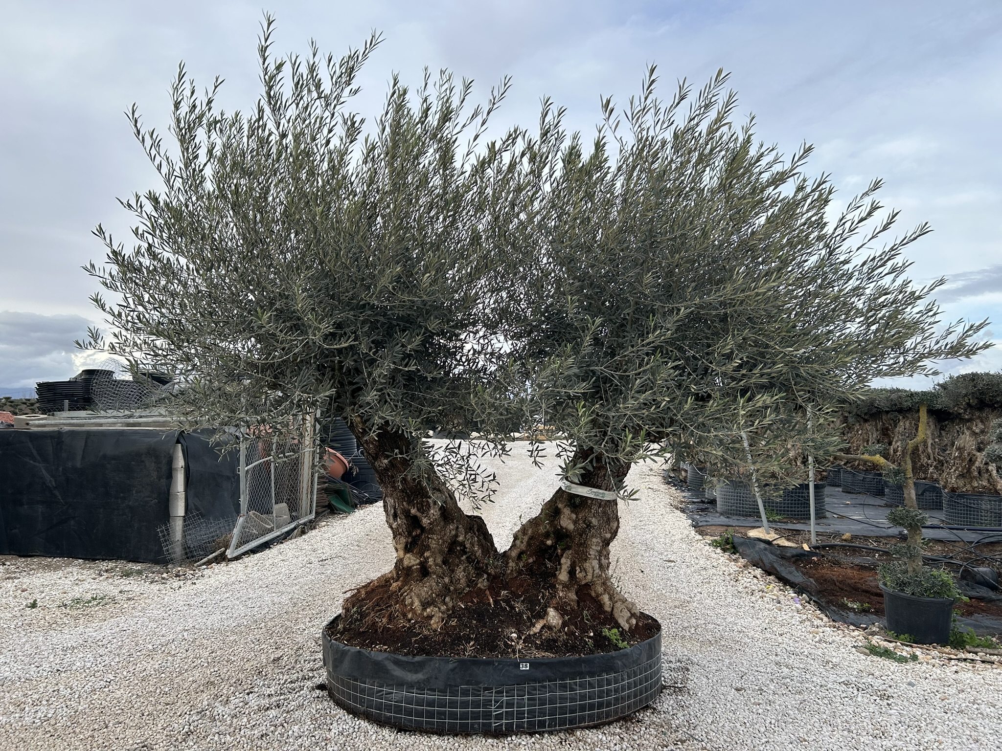 Olea europea